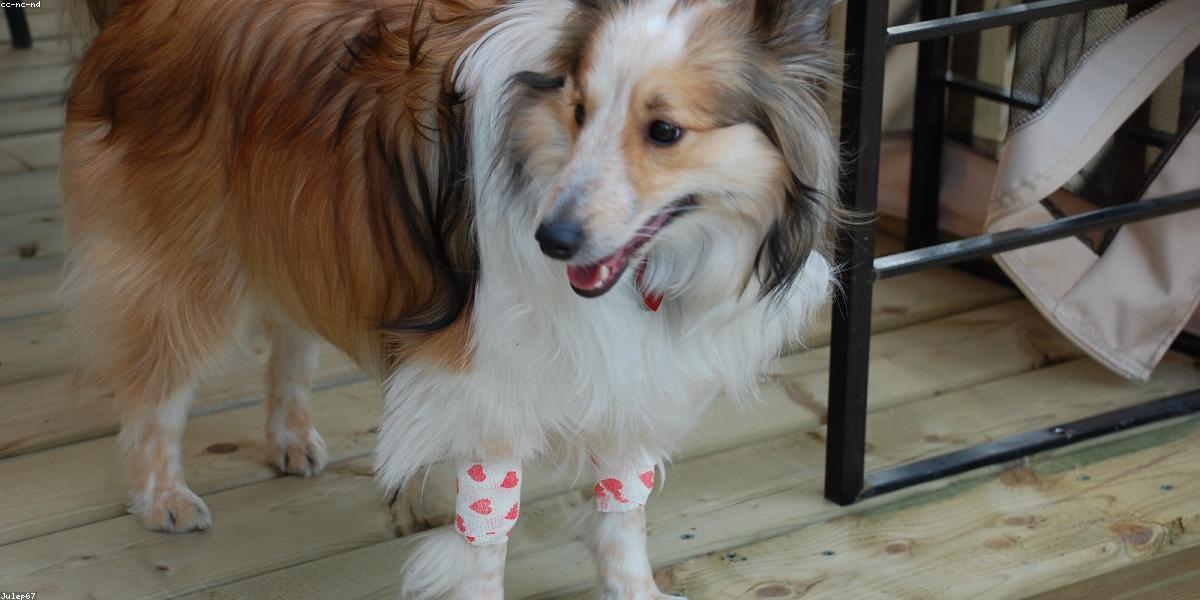 Mobile vet visiting pet at home